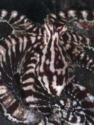 Mimic from Lembeh. Taken with Olympus E-20 in Titan housi... by Istvan Juhasz 